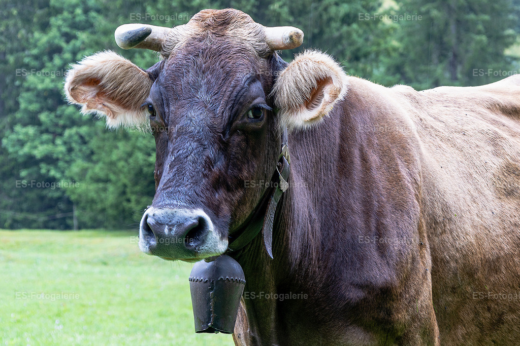 Kuh mit Glocke