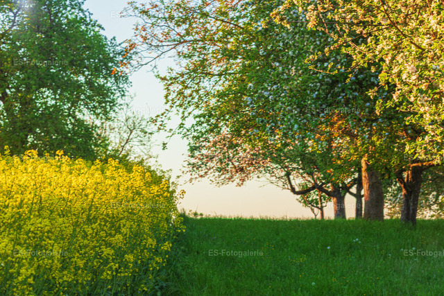 Rapsfeld Kurpfalz