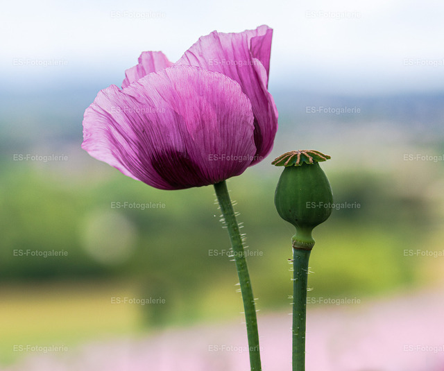 Mohnblume Makrofotografie